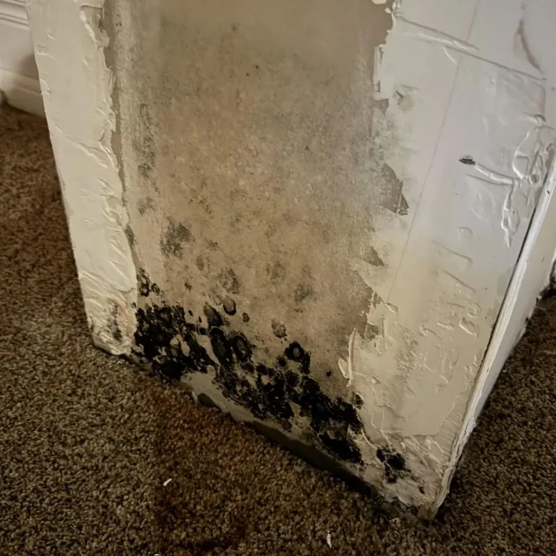 Professional Mold Removal in Davie, FL